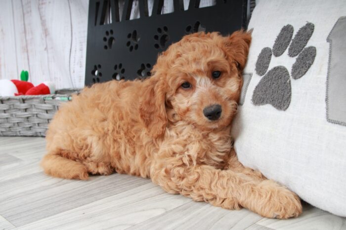 Betty- Stunning Female Red Mini AussiePoo Puppy