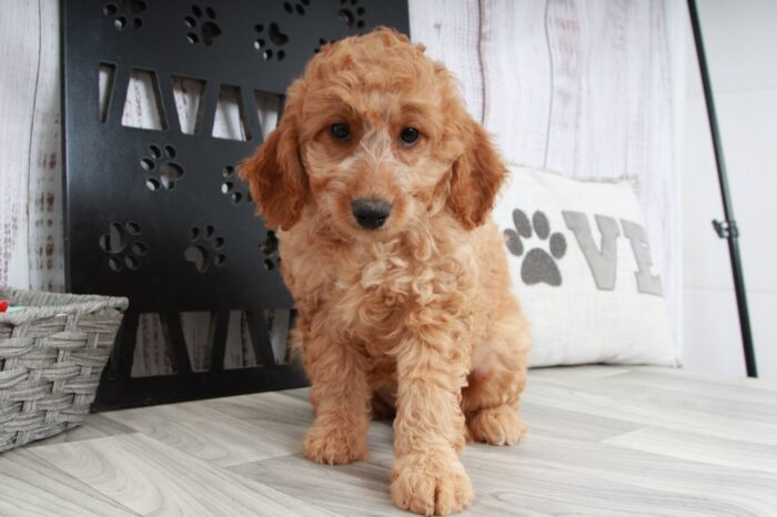 Betty- Stunning Female Red Mini AussiePoo Puppy - Image 2