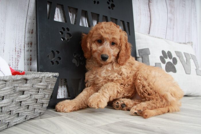 Betty- Stunning Female Red Mini AussiePoo Puppy - Image 4