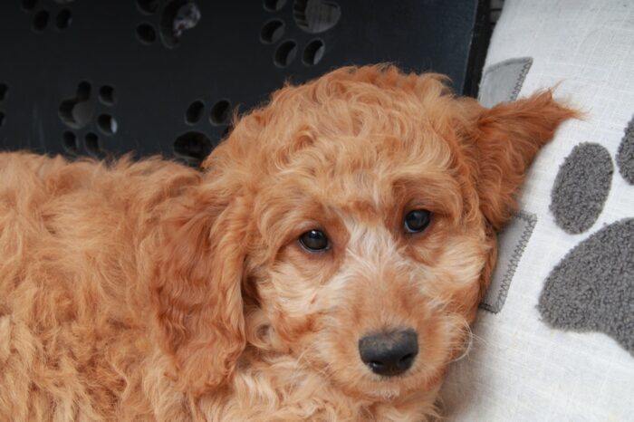 Betty- Stunning Female Red Mini AussiePoo Puppy - Image 3