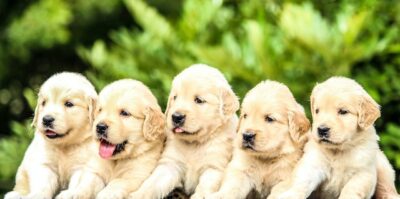 Five Golden Retriever Puppies