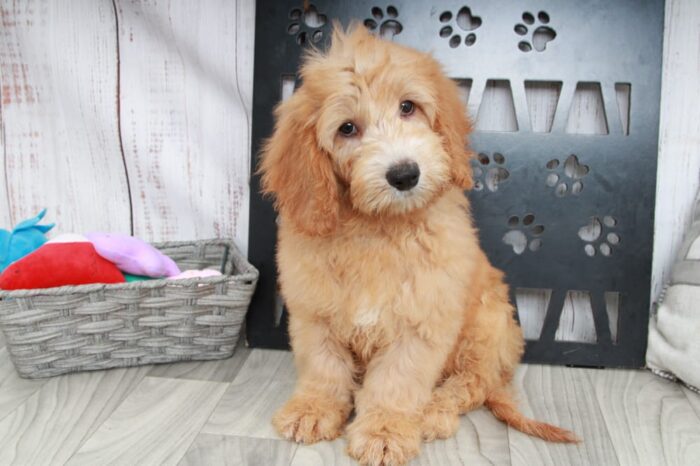 Bill - Happy Mini Male Goldendoodle Puppy