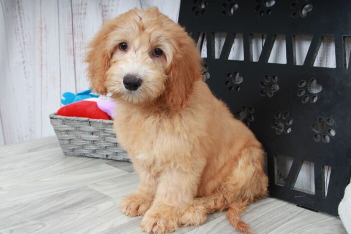 Bill - Happy Mini Male Goldendoodle Puppy - Image 2