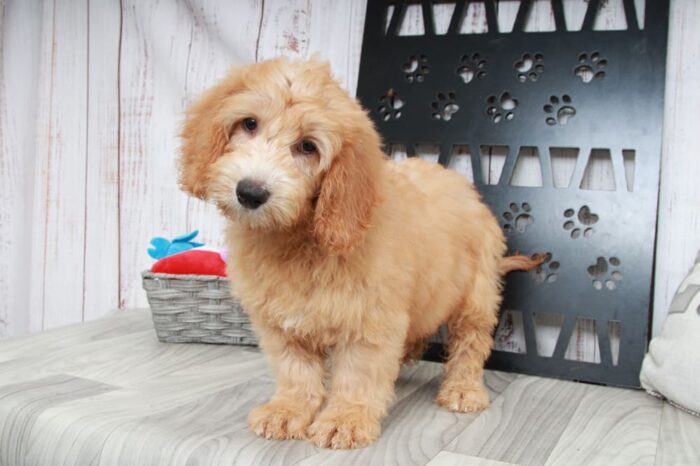 Bill - Happy Mini Male Goldendoodle Puppy - Image 5