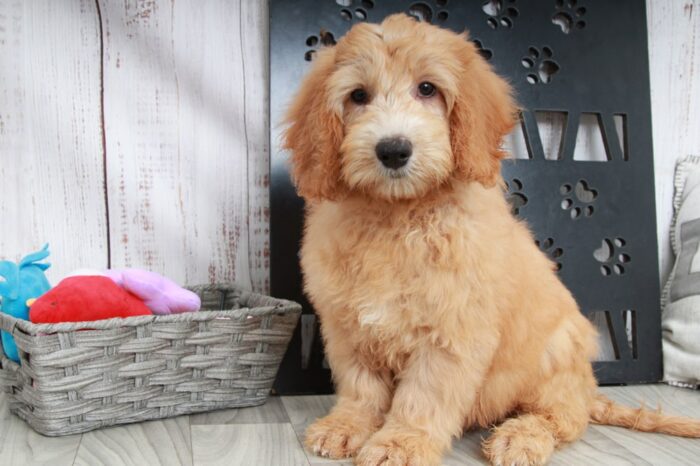 Bill - Happy Mini Male Goldendoodle Puppy - Image 4