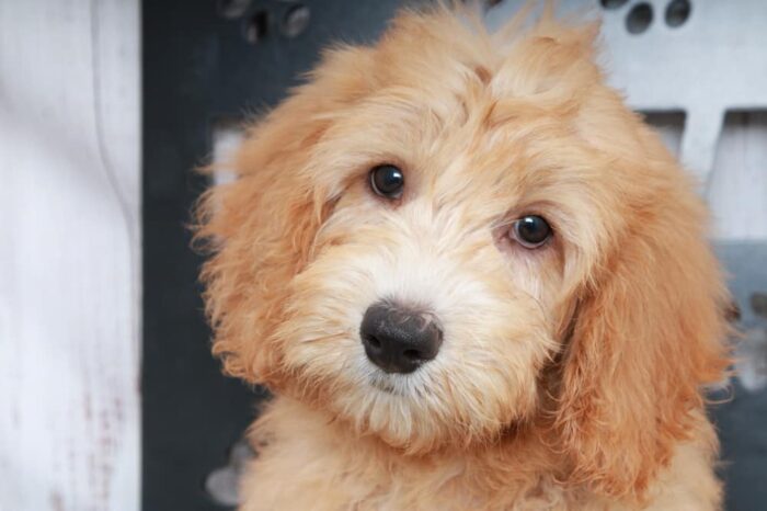 Bill - Happy Mini Male Goldendoodle Puppy - Image 3