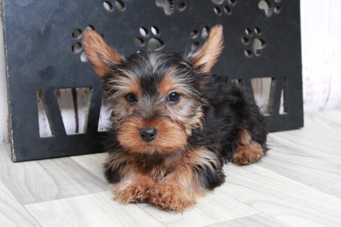 Birdie - Willing ACA Female Yorkie Puppy