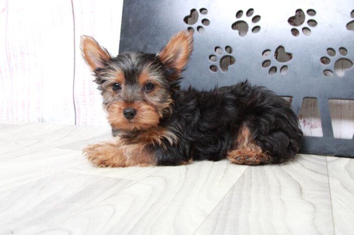 Birdie - Willing ACA Female Yorkie Puppy - Image 5