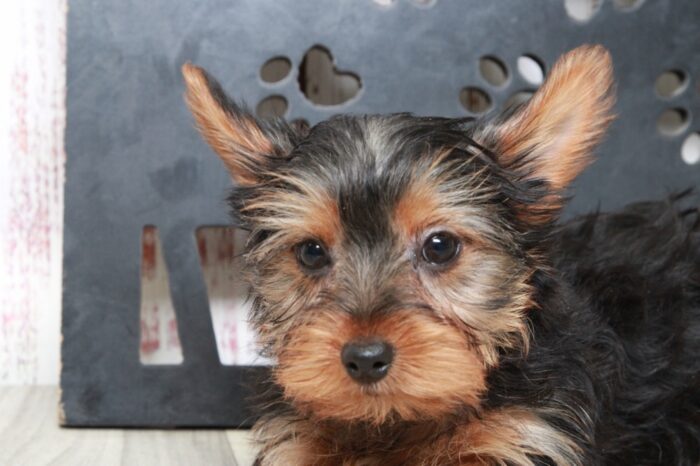 Birdie - Willing ACA Female Yorkie Puppy - Image 4