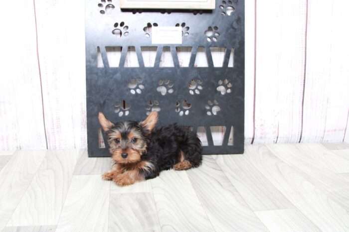 Birdie - Willing ACA Female Yorkie Puppy - Image 3