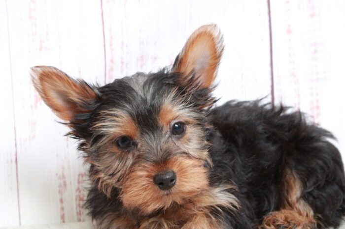 Birdie - Willing ACA Female Yorkie Puppy - Image 2