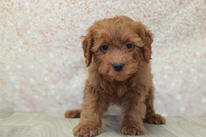 Blake- Friendly Mini Male Goldendoodle Puppy