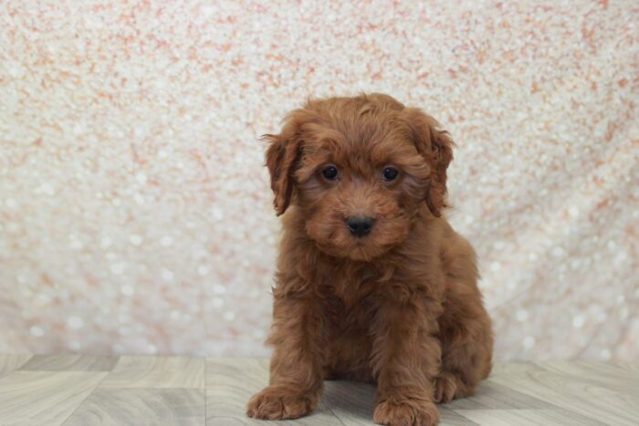 Blake- Friendly Mini Male Goldendoodle Puppy - Image 3