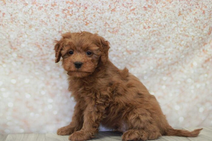 Blake- Friendly Mini Male Goldendoodle Puppy - Image 2