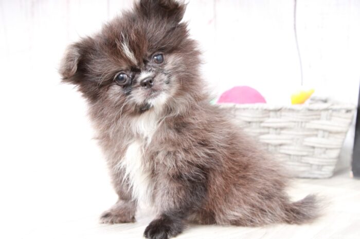 Bling - Stunning Chocolate/White Female  Peek-A-Pom Puppy