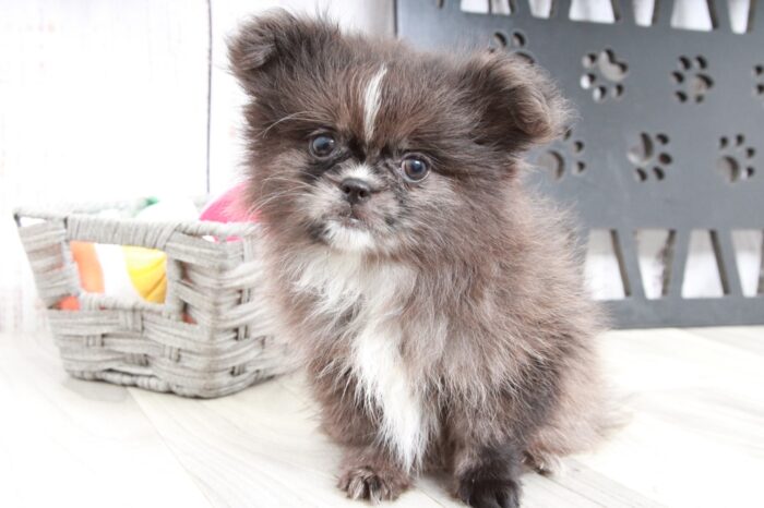 Bling - Stunning Chocolate/White Female  Peek-A-Pom Puppy - Image 2