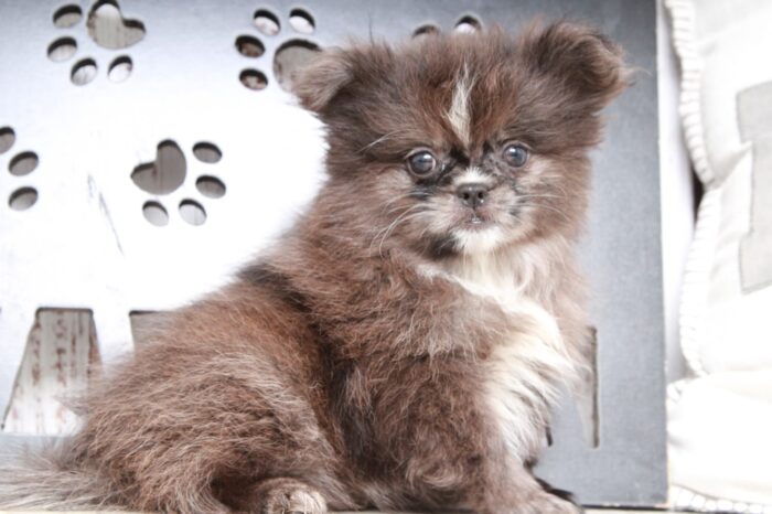 Bling - Stunning Chocolate/White Female  Peek-A-Pom Puppy - Image 4