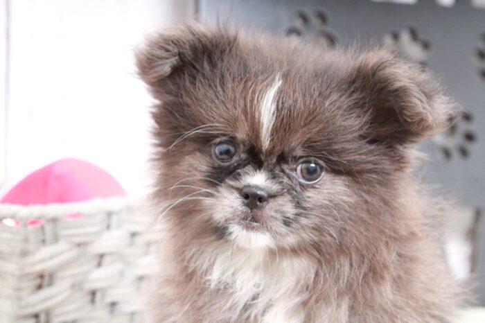 Bling - Stunning Chocolate/White Female  Peek-A-Pom Puppy - Image 3