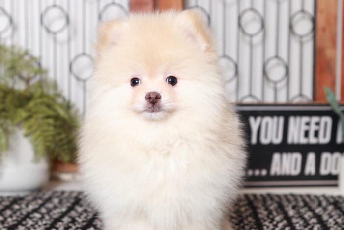 Bobby - Adorable Little AKC Male TOY Pomeranian Puppy - Image 2