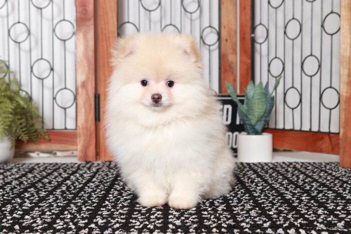 Bobby - Adorable Little AKC Male TOY Pomeranian Puppy - Image 3