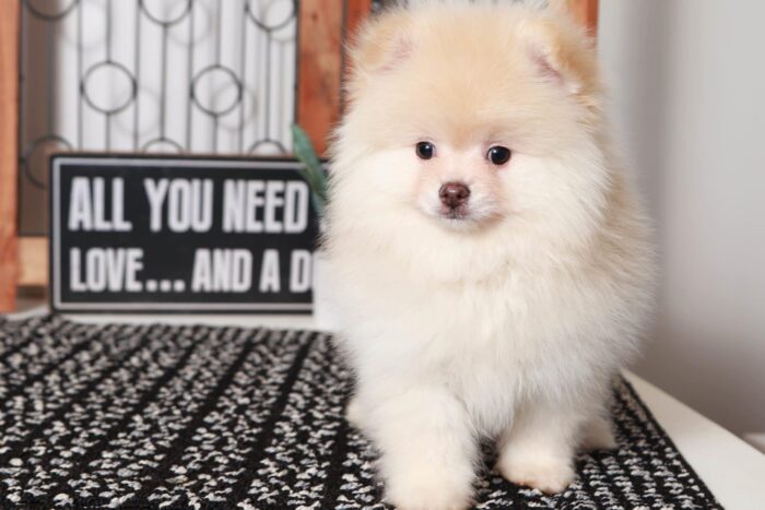 Bobby - Adorable Little AKC Male TOY Pomeranian Puppy - Image 4