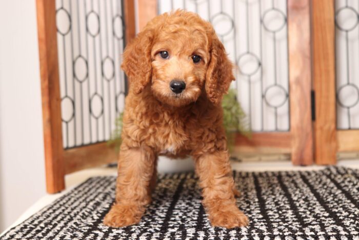 Boomer - Dapper Male F1B Goldendoodle