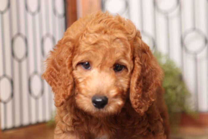 Boomer - Dapper Male F1B Goldendoodle - Image 2