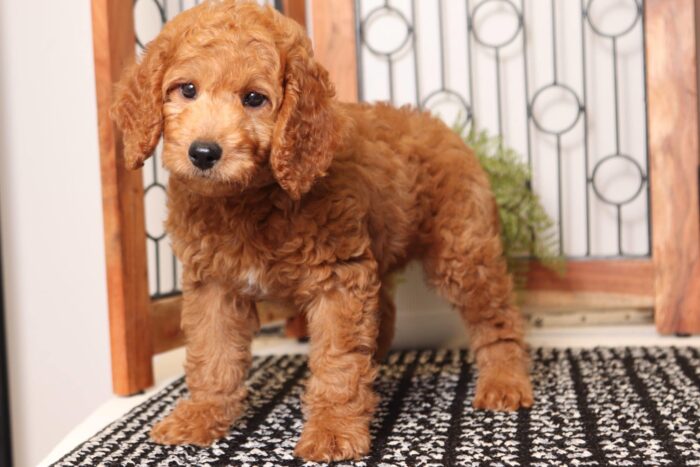 Boomer - Dapper Male F1B Goldendoodle - Image 3