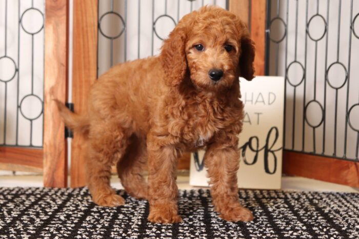 Boomer - Dapper Male F1B Goldendoodle - Image 4