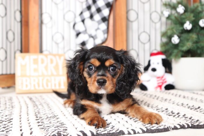 Boris- Funny Male AKC Cavalier Puppy