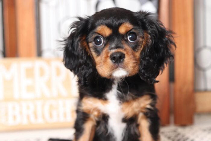 Boris- Funny Male AKC Cavalier Puppy - Image 2