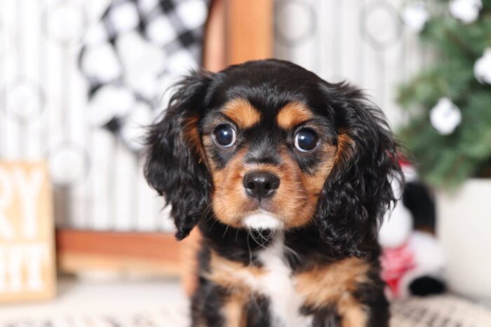 Boris- Funny Male AKC Cavalier Puppy - Image 3