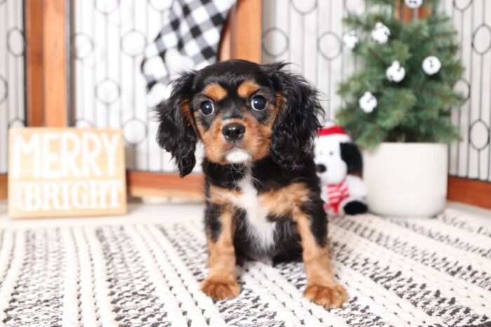 Boris- Funny Male AKC Cavalier Puppy - Image 4