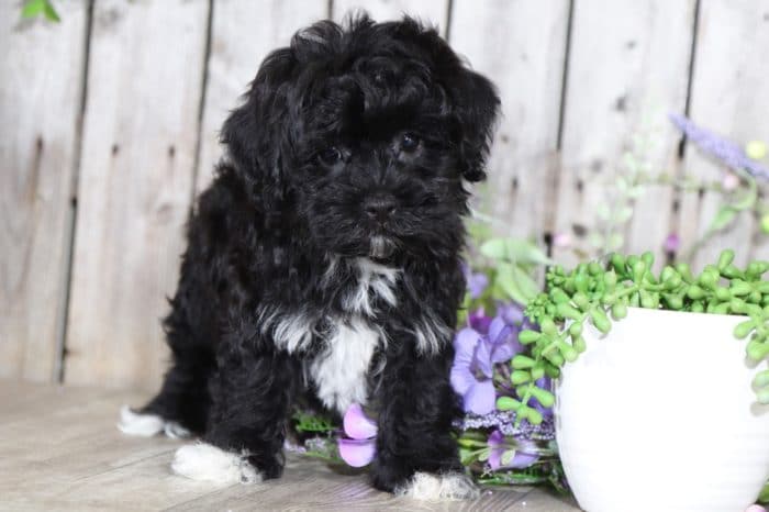 Bounce - Handsome Havanese Puppy