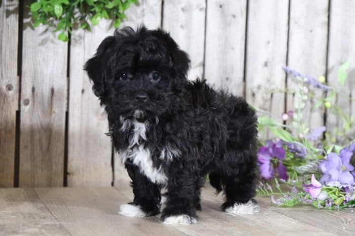 Bounce - Handsome Havanese Puppy - Image 2