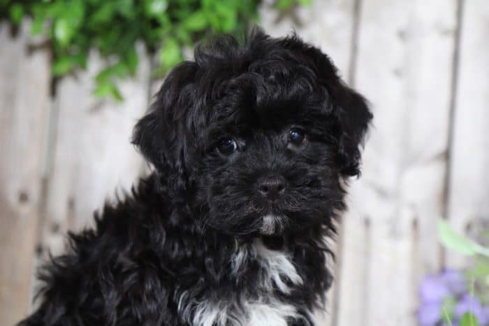 Bounce - Handsome Havanese Puppy - Image 3