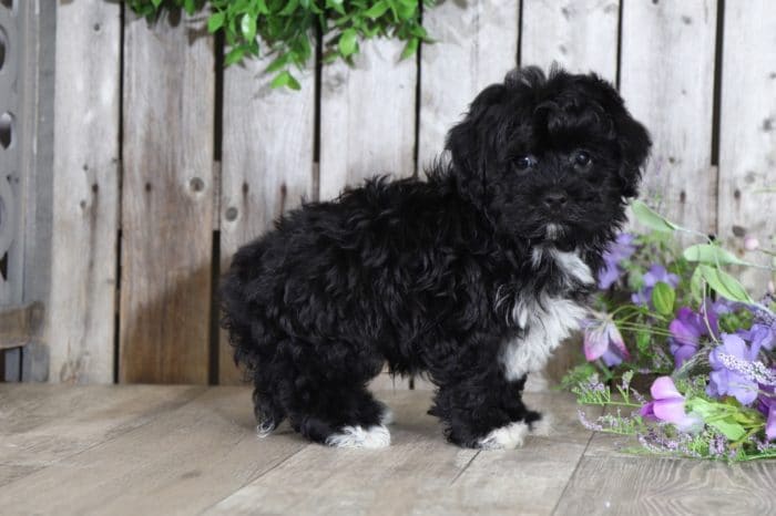 Bounce - Handsome Havanese Puppy - Image 4