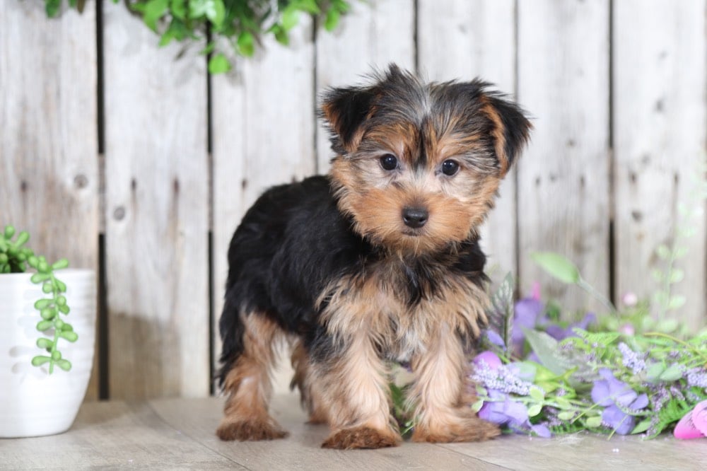 Bows - Female Yorkie (Rescue) - Puppies Online