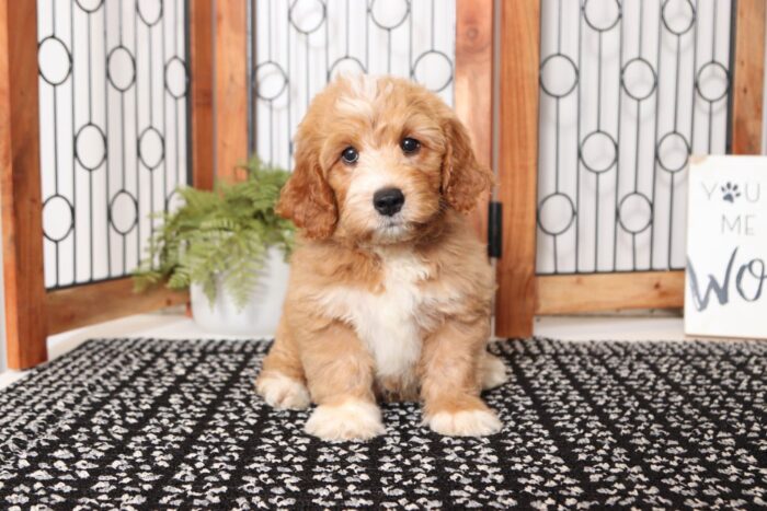 Braxton  - Sweet Male F1B Mini Goldendoodle