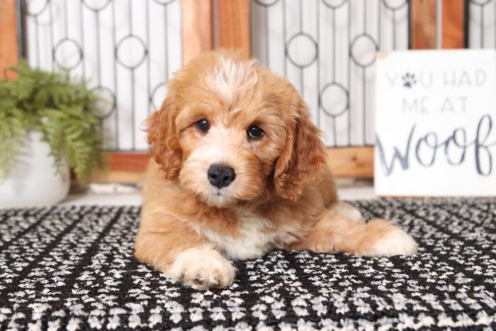 Braxton  - Sweet Male F1B Mini Goldendoodle - Image 2