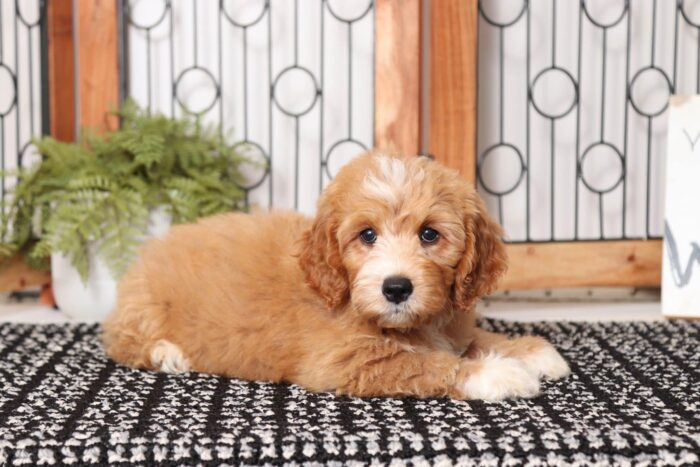 Braxton  - Sweet Male F1B Mini Goldendoodle - Image 3