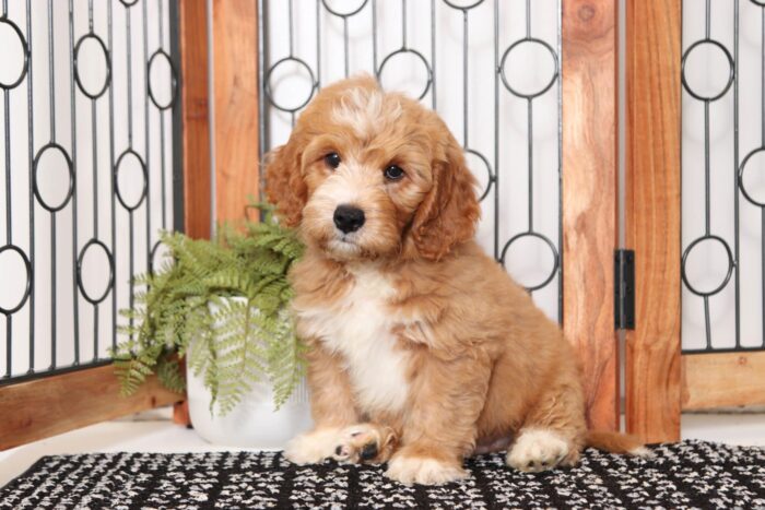 Braxton  - Sweet Male F1B Mini Goldendoodle - Image 4