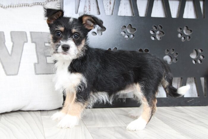 Brazil- Perfect Female Cheenese Puppy