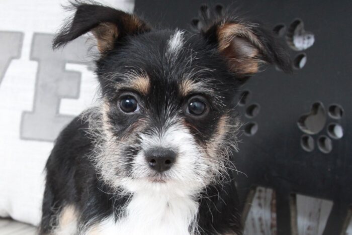 Brazil- Perfect Female Cheenese Puppy - Image 4