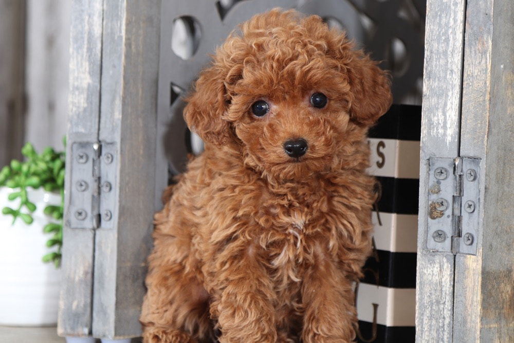 female toy poodle