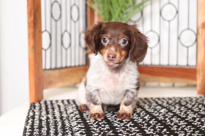 Bryson- Cute Little Male ACA Long Haired Dachshund Puppy