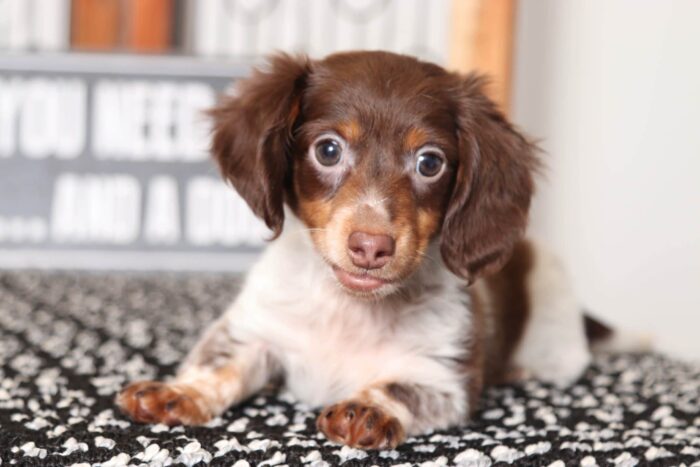 Bryson- Cute Little Male ACA Long Haired Dachshund Puppy - Image 2