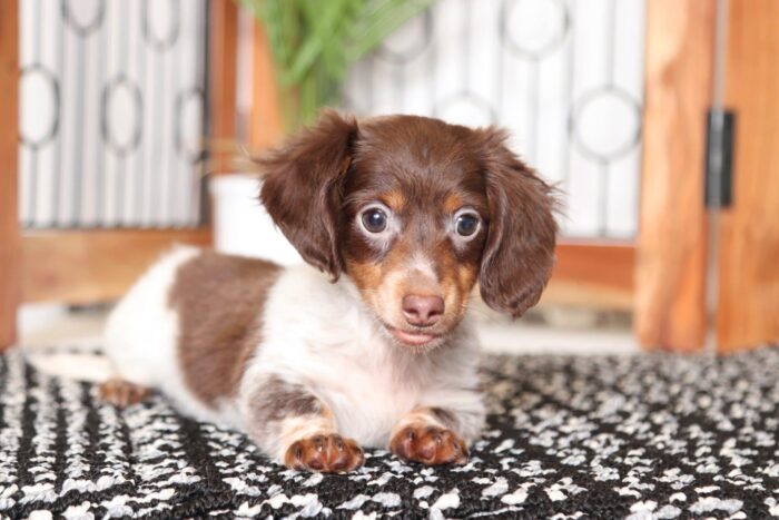 Bryson- Cute Little Male ACA Long Haired Dachshund Puppy - Image 3