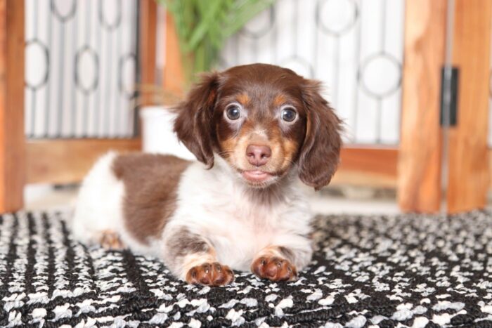 Bryson- Cute Little Male ACA Long Haired Dachshund Puppy - Image 4