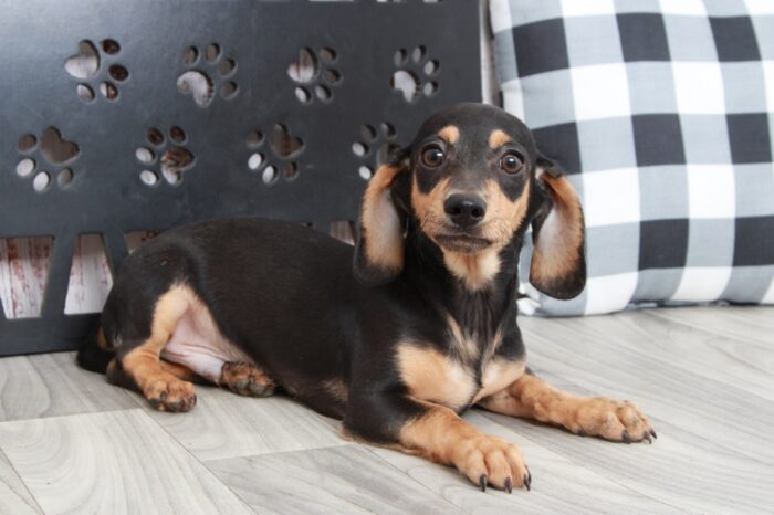 Budley - Dashing Male Chiweenie Puppy